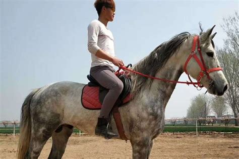 如何挑选骑乘马,最适合骑乘的大型马,马的种类及图片和介绍(第15页)_大山谷图库