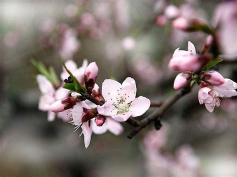 描写每年三月桃花开的唯美句子（赞美三月桃花盛开的10首诗词） – 碳资讯