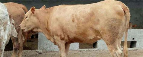 肉牛养殖 鲁西黄牛 西门塔尔牛半年的有多大 多长时间可以出栏-阿里巴巴