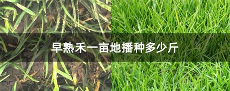 如何养护早熟禾 草原早熟禾养护管理方法-养花技巧-长景园林网