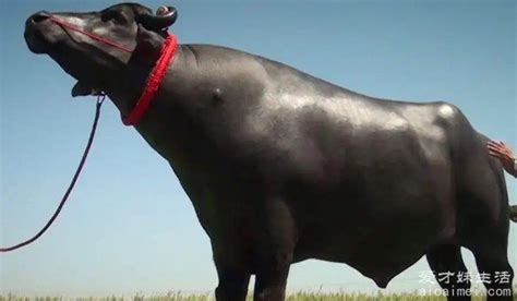 成年牛一般多少斤-农百科