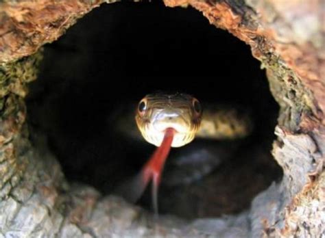 桂平挖蛇事件的经过：桂平挖蛇事件16 7米长大蛇是真的吗_知秀网