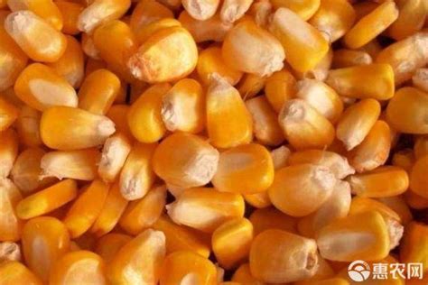 玉米什么品种产量最高？ - 惠农网