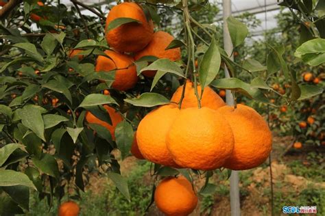 丹棱县晚熟柑桔新品种夏雅柑进入成熟期 4至7月将上市_四川在线