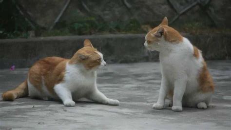 实拍两只猫咪打架，速度和技能都超炫的