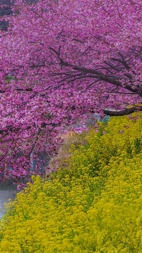 樱花雨飘落 上海首条樱花市级林荫道唯美浪漫|江湾|樱花|吉野_新浪新闻