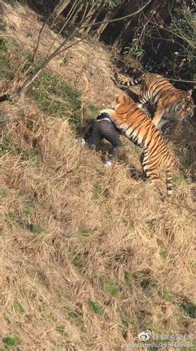 老虎出逃咬死饲养员 目击者：它在3米远处瞪我_手机新浪网