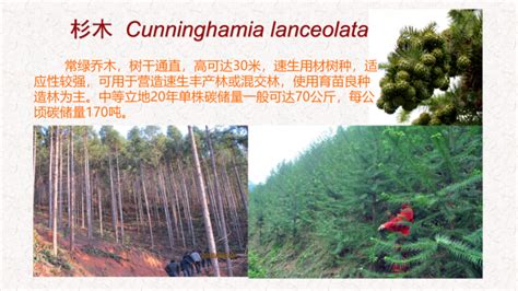 《中国主要栽培珍贵树种参考名录（2017年版）》出炉 - 资材资讯 - 园林资材网