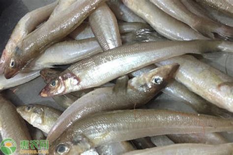 鲭鱼和沙丁鱼的区别 - 惠农网