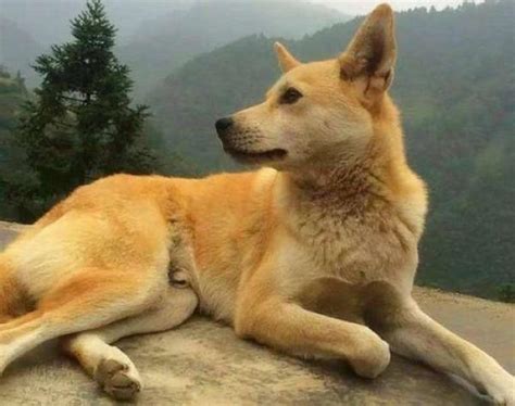 阿拉斯加犬乖不乖? 世界上4个最听话的狗狗 - 宠物 - 布条百科