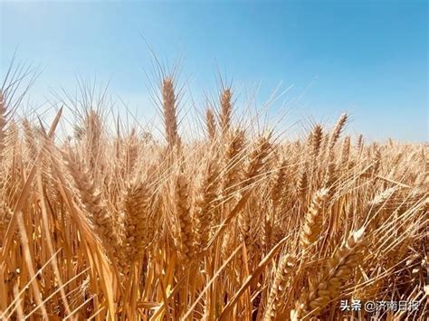 夏收现场丨全国麦收过八成 夏种压茬推进|界面新闻 · 中国