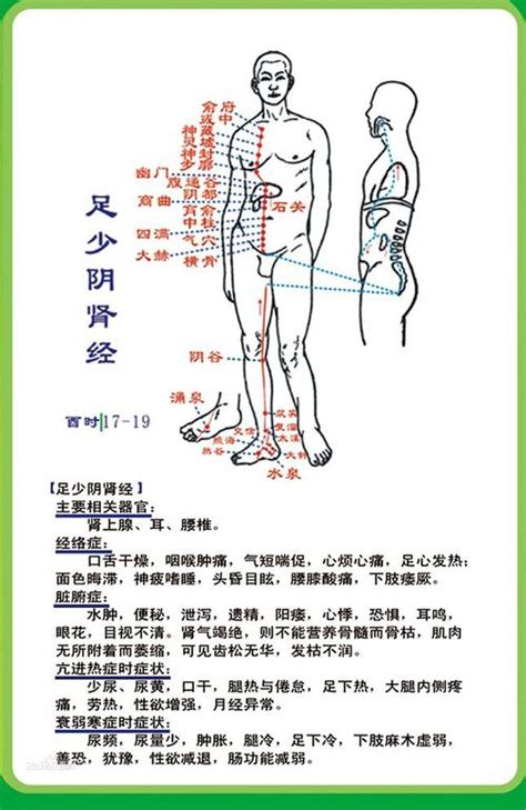 肾经的准确位置图图片
