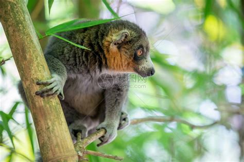 坐在树枝上的竹狐猴高清图片下载-正版图片308018188-摄图网