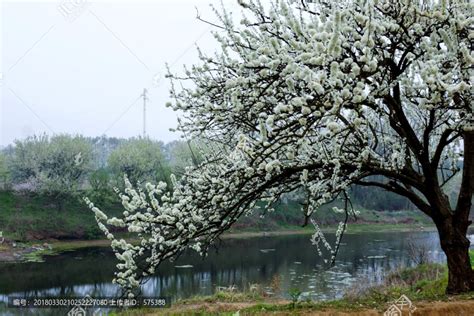 春天开花的树开着白花高清图片下载-正版图片507575550-摄图网