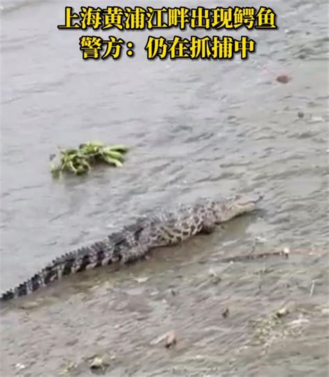 黄浦江畔惊现鳄鱼， 上海：初步判定为暹罗鳄，目前还没捉到