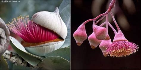 自然界十大奇异植物：迷幻类植物拥有美丽外表_手机新浪网