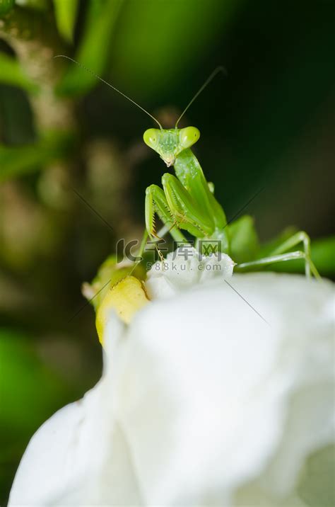 祈祷害虫绿色宏观螳螂昆虫生活野生动物前肢触角荒野高清图片下载-正版图片320172150-摄图网