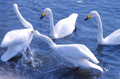 威海天鹅湖的天鹅高清图片下载-正版图片501184037-摄图网