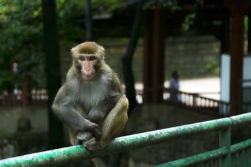 贵阳黔灵山动物园野生猴（一）-中关村在线摄影论坛