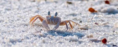 螃蟹的水质调节技术-农百科