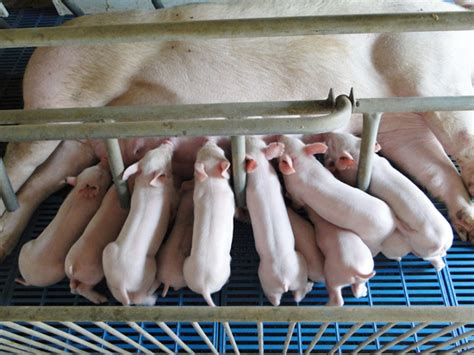 如何养猪-养猪大棚建设-发酵床养猪技术-第4页 - 畜小牧养殖网