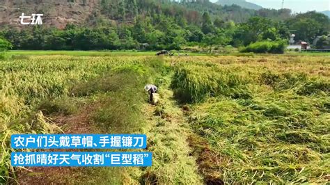 江西龙南70亩“巨型稻”试种成功 稻株高2米凤凰网江西_凤凰网