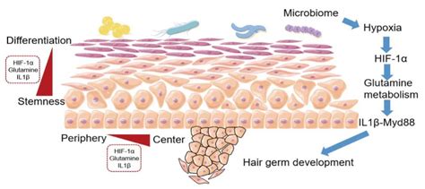 脱发和秃顶：藏在毛囊干细胞里的秘密_Science