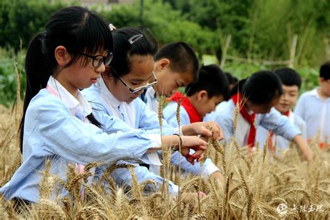 劳动的样子最美丽！保康这所学校开办“红色农场”、让孩子享受劳作的快乐_长江云 - 湖北网络广播电视台官方网站