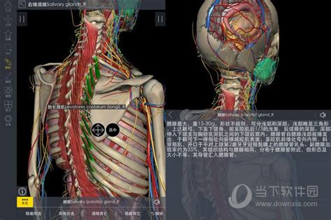 3dbody解剖软件 3D6.0专业版男女人体解剖软件局部解剖中文电脑版-淘宝网