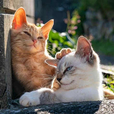猫咪情侣头像 - 堆糖，美图壁纸兴趣社区