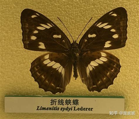 蝴蝶图鉴图片