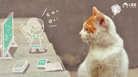 萌宠动物喵星人猫咪猫手绘恶搞可爱萌物高清壁纸_图片编号2275-壁纸网