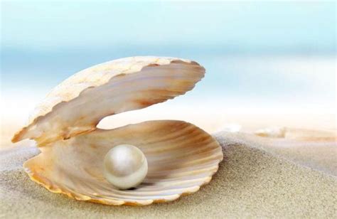 淡水珍珠和海水珍珠的区别 使得母贝的新陈代谢缓慢珍珠的