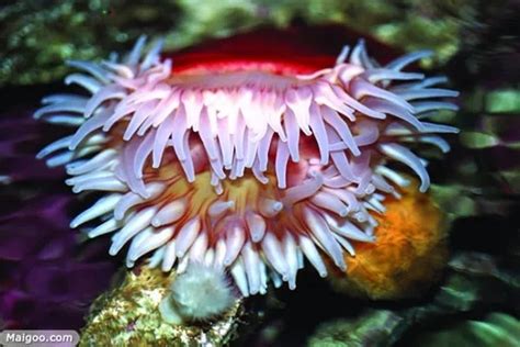 海葵触手硬珊瑚细节高清图片下载-正版图片505190886-摄图网