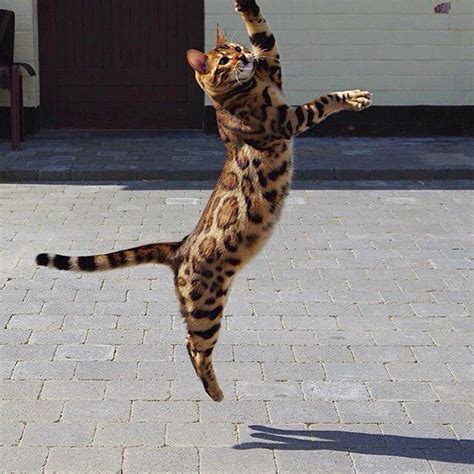 虎皮猫图片