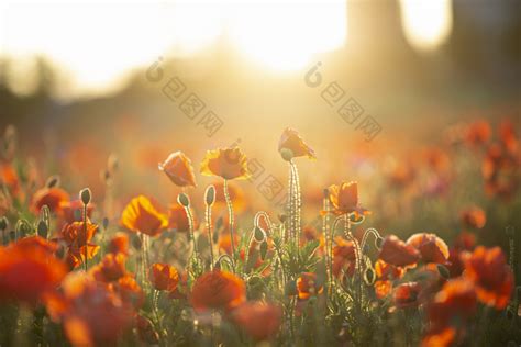 早晨阳光花朵自然图片-包图网