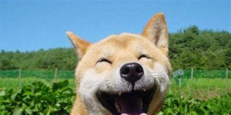 柴犬北登图片
