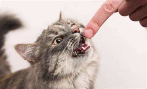 猫总是喜欢偷袭人咬人是怎么回事？ - 知乎
