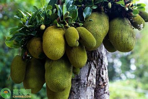 大树菠萝的功效与作用及食用禁忌 - 惠农网