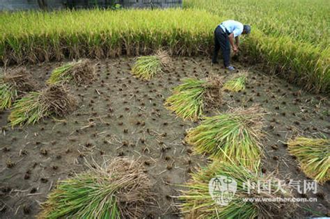 好天助阵贵港水稻抢收 - 广西首页 -中国天气网