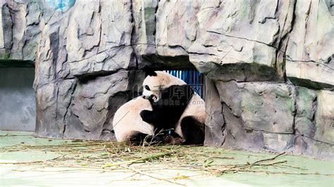 大熊猫打架中午两只大熊猫动物园玩耍摄影图配图高清摄影大图-千库网