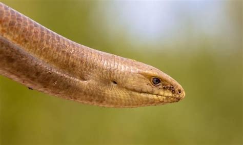 长得像蛇，却被大家说是蜥蜴，它是宠物，野外快灭绝了