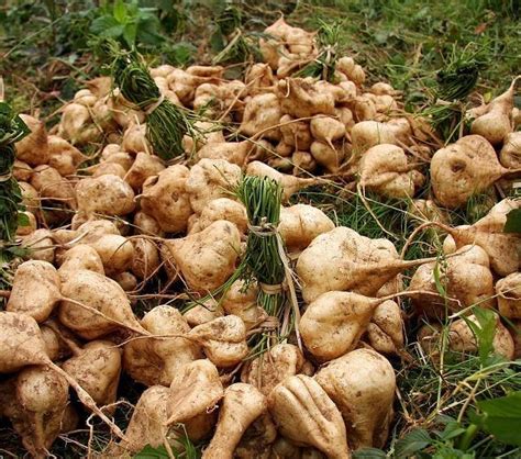 凉薯种植技术和管理方法-农百科