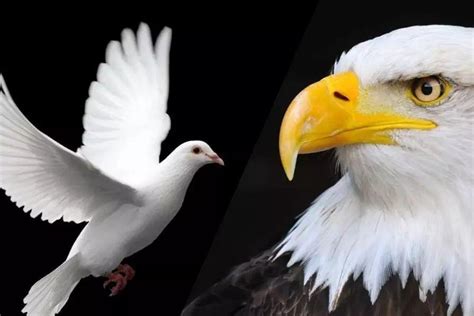 【专题】美联储的鹰与鸽都会带来大行情 - 知乎