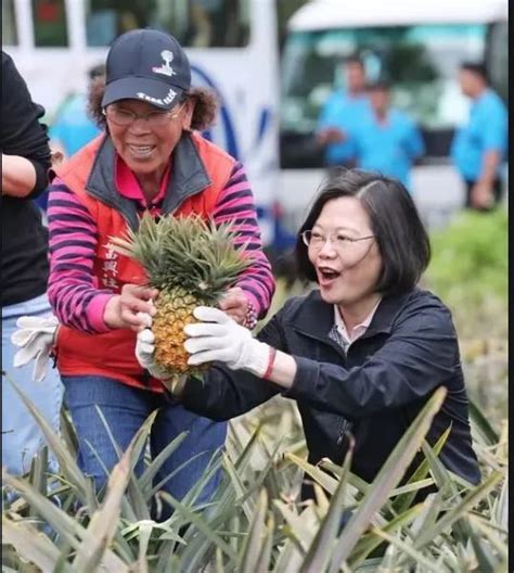 大陆暂停进口台湾菠萝 蔡英文给出“应对措施”号召全民吃菠萝_凤凰网