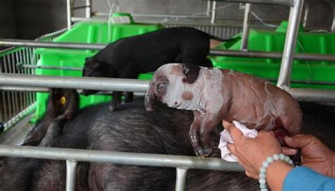 农夫为母猪接生，孩子接生出来之后是只怪猪，还有人称其为麒麟猪|麒麟|农夫|母猪_新浪新闻