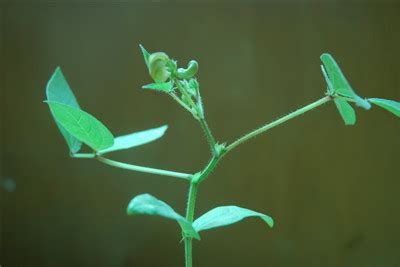 绿豆生长过程-农百科