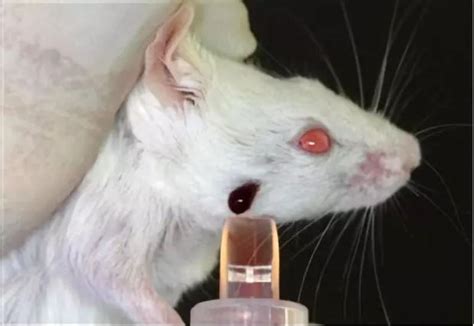同源肿瘤移植小鼠模型（Syngenic） - 知乎