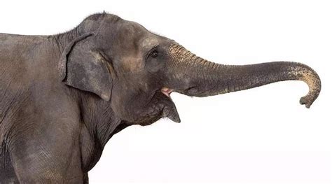 大象的鼻子为什么这么长？_凤凰资讯