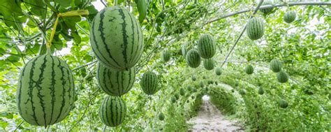 西瓜的种植方法和管理技术 - 花百科